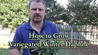 How to grow Variegated Winter Daphne (Daphne odora 'Aureo-marginata' - Fragrant Evergreen Shrub)