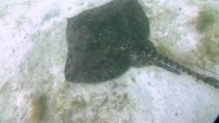 Diving with  Thornback ray