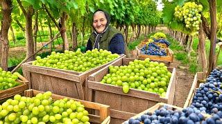 Harvesting Fresh Grapes from the Garden and Making A Lot of Grape Jam!