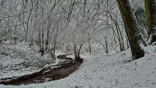 Relax, unwind and calm your nerves to the sound of a stream in the forest. Relaxing sounds of nature