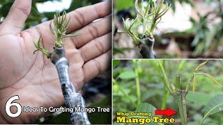 6 Ideas To Grafting Mango Trees