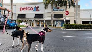 Basenji Adventure To Petco