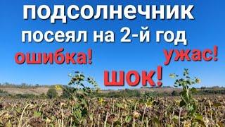 ПОДСОЛНЕЧНИК: посев гибрида на 2-й год!