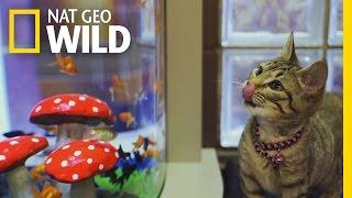 Fishin' Impossible: The Purrfect Tank | Fish Tank Kings