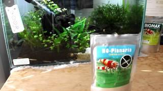 Removing Planaria from your Planted Aquarium