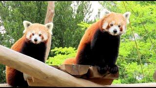 1471. Panda červená, Red Panda, Westlicher Kleiner Panda, Kleine panda, Малая панда, Pandka ruda