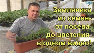 Земляника из семян- от посева до цветения!