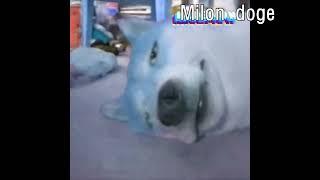 Preview 2 Milon Doge Deepfake Effects [Preview 2 Effects]