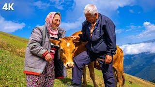 Highland Livestock Farming Couple - Living in the Clouds | Documentary-4K