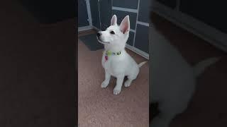 White German Shepherd dogs | This will always be a puppy | Bellatrix | Nova