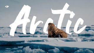 DJI Inspire 2 | The Life In The Arctic