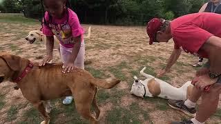 Fun day at the park, lots of new people to meet and new dogs for the pups to play with.