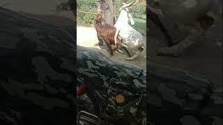 goat first time meeting #goatmeeting#goatsfarming #viral