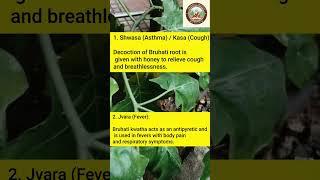 Bruhati in one minDravya guna series  #ayurvedbamsbasics #ayurved #dravyaguna #charaka