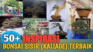 50+ Inspirasi Bonsai Sisir Terbaik, Termahal, dan Juara di Kelasnya (Contoh Bonsai Sisir)