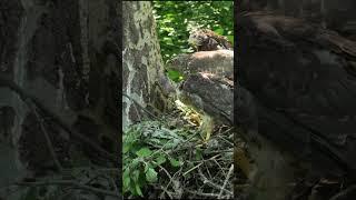 #bird #nature #goshawk #тетеревятник