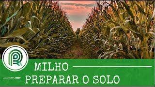 Saiba como preparar o solo para cultivo de milho