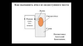 Как выманить пчел которые поселились в стене или другом недоступном месте