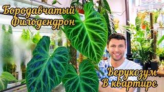 Филоде́ндрон борода́вчатый/ Philodéndron verrucosum/ 6 лет вместе