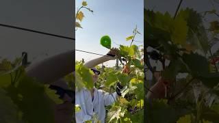 Aparat de legat vița de vie la Diolsem!
