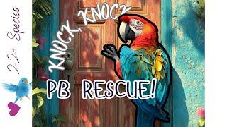 Who Needs A Home? #macaw Knocking On Door! | #parrot_bliss #parrot