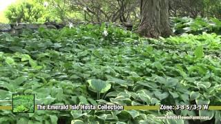 The Emerald Isle Hosta Collection