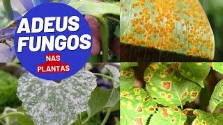 ADEUS FUNGOS NAS PLANTAS!!!  VIDA VERDE SISTEMAS SUSTENTÁVEIS