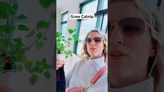 Grow catnip in a glass bottle | easy DIY hydroponic gardening