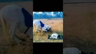 #prophet #paigambar #hazrat Mohammed sahab ka saman Mubarak #subhanallah #shortsfeed #viralvideo