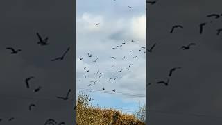 Microbat 5000 Is So Gull-ible! #birds #avian #nature