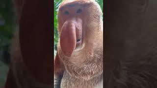 #Changlong Proboscis Monkey Nakula #Changlong Wildlife World #Animal Confusing Behavior #Wildlife Ze