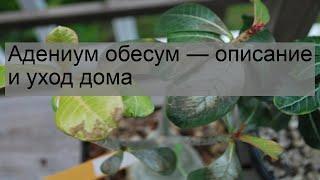 Адениум обесум — описание и уход дома