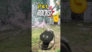 Protective Pets: Who bashes best? #funny #youtube #staysafe #survival #melee #new #cool #ninja #edc