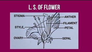 How to draw L. s of flower easily#X science NCERT important diagram / L. S. od flower diagram