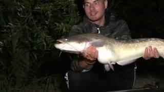 Carp season 2019 pt.5 Green lakes