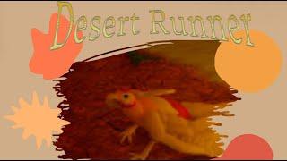 The Desert Runner || Feather Family Creepypasta