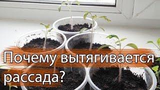 Почему вытягивается рассада?