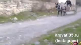 [Kavkaz vine] валит боком) | Vine Zamanı