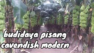 Modern cavendish banana cultivation