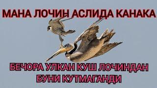 Мана лочин аслида канака куш #табиат_хакида #билиб_олинг