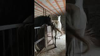 Жеребец радуется, кобыла готова. #horse #лошади #животные #stallion #топ