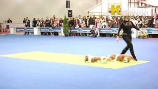 Dog dancing show "Eurasia  2012 / Russia / Moscow". Freestyle.