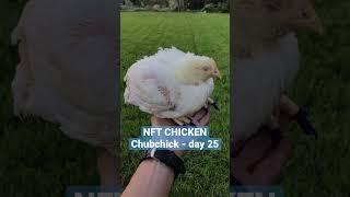 NFT Chicken - Chubchick! Day - 25