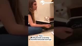 Лицо кота о многом говорит | тг: @phys_easy #егэ #физика #школа