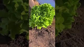 You need this farming gadget in your life