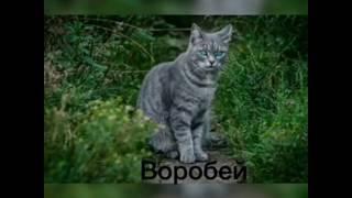 Коты-воители в облике РЕАЛЬНЫХ котов