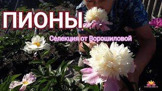 Пионовая селекция Ворошиловой А.Б. / Сад Ворошиловой