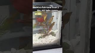 1.7L mini desktop fish tank, 3D printed top and bottom frame with 0.08mm thick plexiglass :)