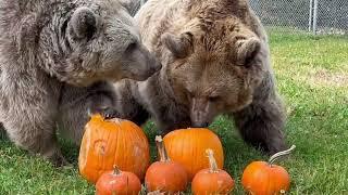 Jenny, Amy and Sonya helping to carve pumpkins.