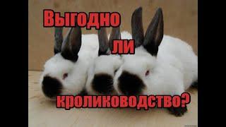 Сколь нужно кроликов чтобы заработать! Выгодно ли держать кроликов! Реальные расчёты!